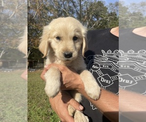 Golden Retriever Puppy for sale in FOUNTAIN INN, SC, USA