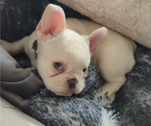 Medium French Bulldog