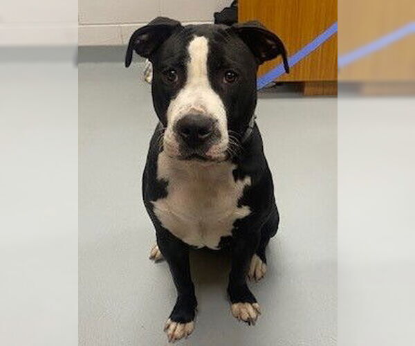 Medium Photo #1 Mutt Puppy For Sale in St. Cloud, FL, USA