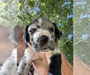 Great Dane Puppy for sale in CLANTON, AL, USA