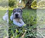 Small Photo #7 Chinese Shar-Pei Puppy For Sale in MERRITT IS, FL, USA