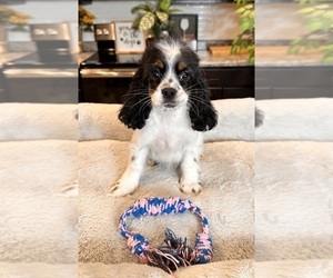 Cavapoo Puppy for sale in GREENWOOD, IN, USA
