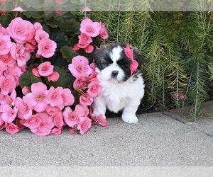 Shih Tzu Puppy for sale in MILLERSBURG, OH, USA