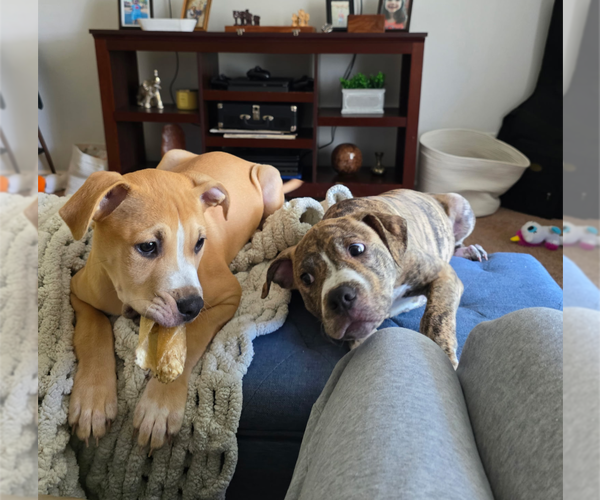 Medium Photo #13 Mutt Puppy For Sale in Holly Springs, NC, USA