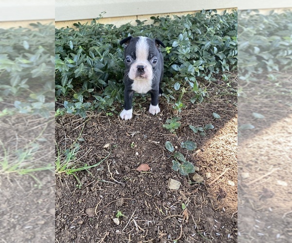 Medium Photo #2 Boston Terrier Puppy For Sale in FREDONIA, KS, USA