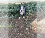 Small #1 Boston Terrier