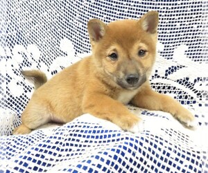 Shiba Inu Puppy for sale in NORWOOD, MO, USA