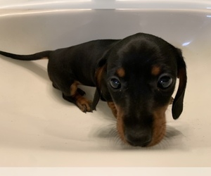 Dachshund Puppy for sale in VISALIA, CA, USA