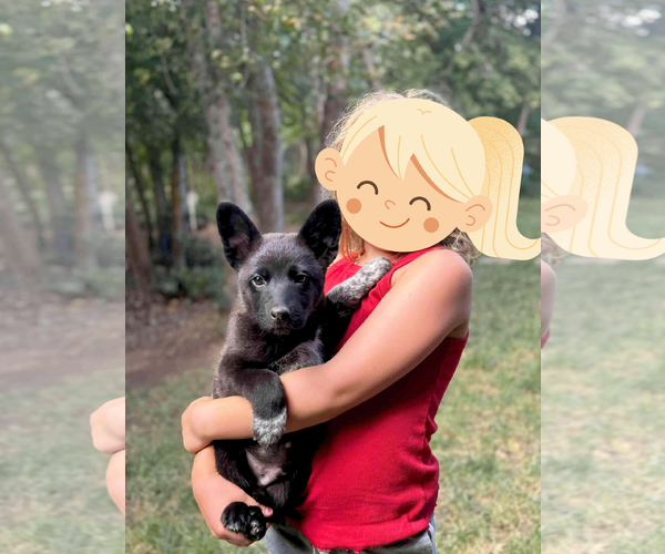Medium Photo #6 Mutt Puppy For Sale in Sandy, UT, USA