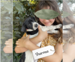 Small Photo #45 Pointer Puppy For Sale in SACRAMENTO, CA, USA