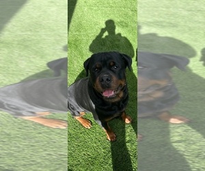 Father of the Rottweiler puppies born on 02/24/2024