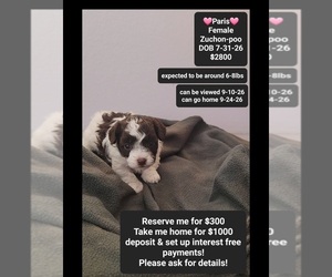 Poodle (Toy)-Zuchon Mix Puppy for sale in TUCSON, AZ, USA