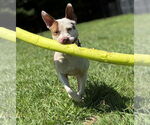 Small #3 American Pit Bull Terrier