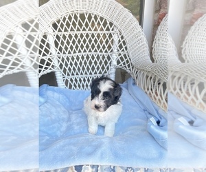 Maltipoo Puppy for sale in PLANO, TX, USA