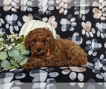 Small Photo #4 Poodle (Miniature) Puppy For Sale in HOLTWOOD, PA, USA