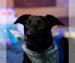 Small Photo #7 Labrador Retriever-Unknown Mix Puppy For Sale in Fargo, ND, USA