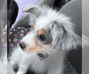 Australian Shepherd-Unknown Mix Dogs for adoption in Dana Point, CA, USA