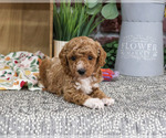 Small #5 Poodle (Miniature)