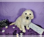 Small Photo #37 English Cream Golden Retriever Puppy For Sale in PEYTON, CO, USA
