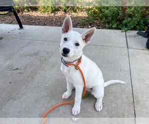Siberian Husky Dogs for adoption in Orange, CA, USA