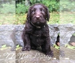 Small #1 Labradoodle