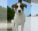 Small #1 Great Pyrenees Mix