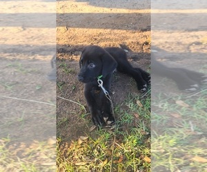 Labrador Retriever Puppy for sale in SEALY, TX, USA