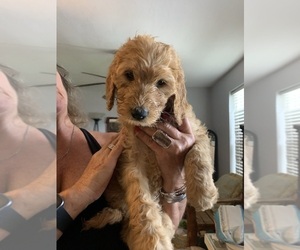 Goldendoodle Puppy for sale in FORT MYERS, FL, USA