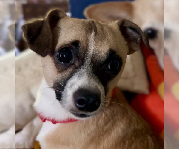 Medium Photo #7 Chihuahua-Unknown Mix Puppy For Sale in Fargo, ND, USA