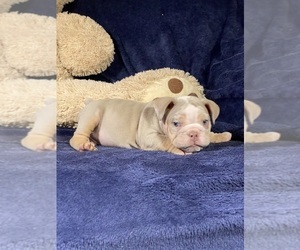 Bulldog Puppy for sale in ALLENTOWN, PA, USA