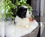Small Photo #2 ShihPoo Puppy For Sale in FRANKLIN, IN, USA