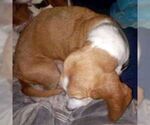 Small #1 Basset Hound