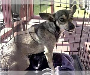 Chihuahua Dogs for adoption in Houston, TX, USA