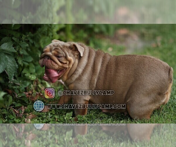 Full screen Photo #1 Bulldog Puppy For Sale in MURRIETA, CA, USA