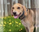 Small Labrador Retriever Mix