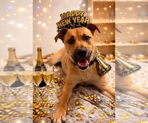 Black Mouth Cur-Unknown Mix Dogs for adoption in Mooresville, NC, USA