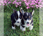 Puppy 0 Pembroke Welsh Corgi