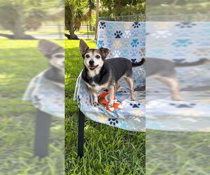 Maria Camila - Female Chihuahua-Unknown Mix Dog for Adoption - Photo #7