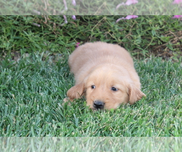 Medium Photo #2 Golden Retriever Puppy For Sale in BLOOMINGTON, IN, USA