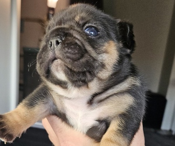 Medium Photo #21 French Bulldog Puppy For Sale in FENTON, MO, USA