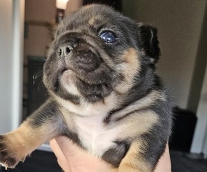 Medium French Bulldog