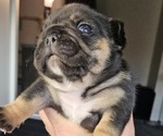 Puppy Bubs Girl 1 French Bulldog