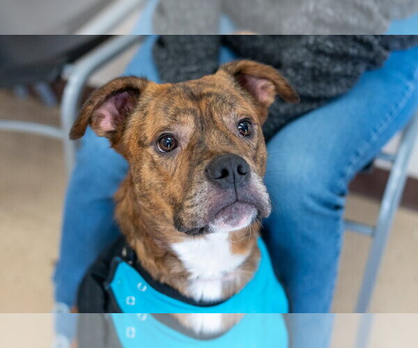 Medium Photo #9 Boxer-Unknown Mix Puppy For Sale in Mundelein, IL, USA