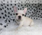 Small Photo #2 French Bulldog Puppy For Sale in SEA ISLAND, GA, USA