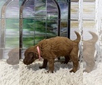 Small Photo #8 Goldendoodle Puppy For Sale in ABILENE, TX, USA
