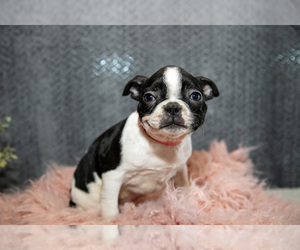 Medium Boston Terrier