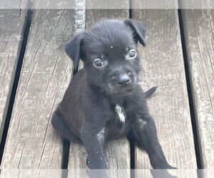 Mutt Dogs for adoption in Minneapolis, MN, USA