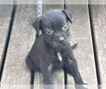 Small Mutt