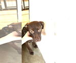 Small #1 Mutt