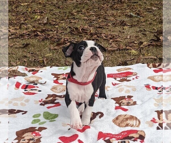 Medium Photo #10 Boston Terrier Puppy For Sale in MACON, GA, USA